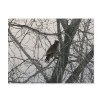 Peregrine Falcon postcards