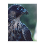 Peregrine Falcon Postcard