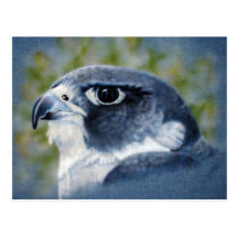 Peregrine Falcon Postcard