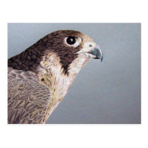 Peregrine Falcon Postcard