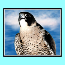 Peregrine Falcon posters by Artists4God Peregrine Falcon posters