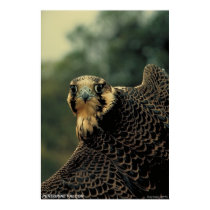 Peregrine Falcon posters