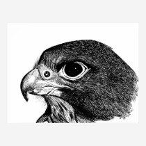 Peregrine Falcon