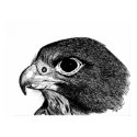 Peregrine Falcon posters