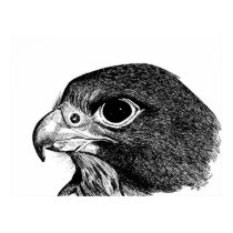 Peregrine Falcon
