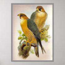 Peregrine Falcon Poster
