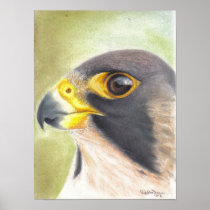 Peregrine Falcon Poster