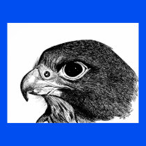 Peregrine Falcon Poster