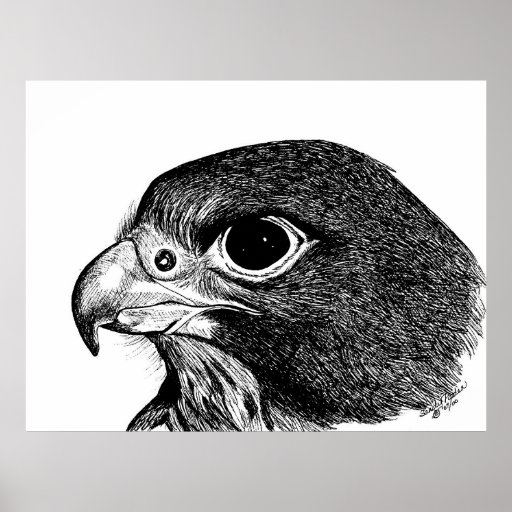 Peregrine Falcon Poster