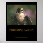 Peregrine Falcon Posters