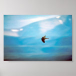 Peregrine Falcon Print
