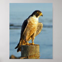 Peregrine Falcon Print