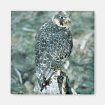 Peregrine Falcon Refrigerator Magnet