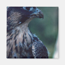 Peregrine Falcon Refrigerator Magnet