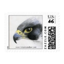 Peregrine Falcon stamps
