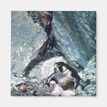Peregrine Falcon with chicks Refrigerator Magnets