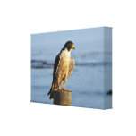 Peregrine Falcon Wrapped Canvas Print