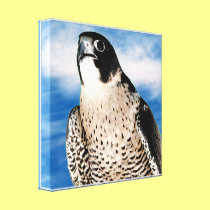 Peregrine Falcon Wrapped Canvas Print canvas prints