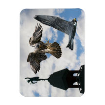 Peregrine Falcons in flight Magnet