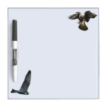 Peregrine Falcons in flight Small dry-erase board dry erase boards