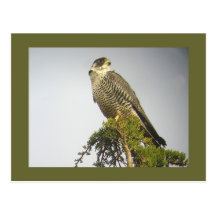 Peregrine Postcard