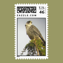 Peregrine Stamp