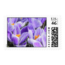 Perennial Bulbs - Spring Crocuses Postage Stamps