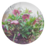 Perennial Hellebore Plants In The Garden Plates