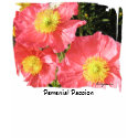 Perennial Passion Poppies Pink T shirt Apparel by naturalilly Perennial Passion Poppies Pink T shirt Apparel