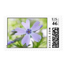 Perfect Blue Creeping Phlox Flower Postage Stamp