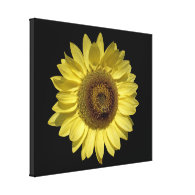 perfect bright yellow sunflower and bee in black gallery wrap canvas