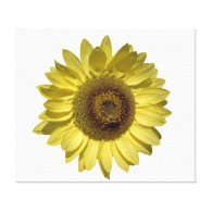 perfect bright yellow sunflower and bee in white stretched canvas print
