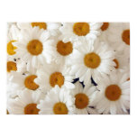 Perfect Daisies Posters and Prints