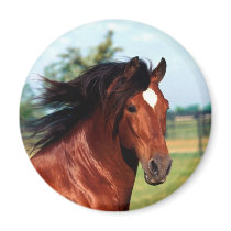 Perfect Day for a Horse magnets