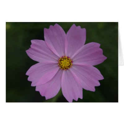 perfect flower greeting card by cardart