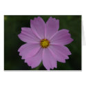 perfect flower cards by cardart perfect flower cards