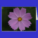 perfect flower cards