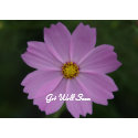 perfect flower thoughts card