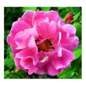 Perfect Imperfection Rose posters