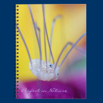 Perfect in Nature notebooks