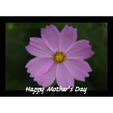 perfect mother's flower card