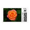 Perfect  Peach Rose postage