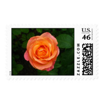 Perfect  Peach Rose postage