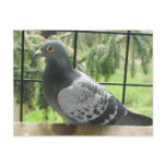 Perfect Pigeon Post Card