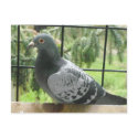 Perfect Pigeon postcards