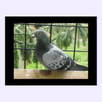 Perfect Pigeon posters
