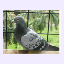 Perfect Pigeon posters
