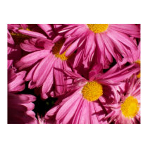 Perfect Pink Flowers posters by Murphie82 Perfect Pink Flowers posters