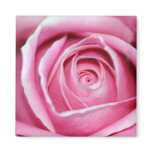 Perfect Pink Rose