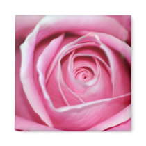 Perfect Pink Rose magnets by Susan616 Perfect Pink Rose magnets